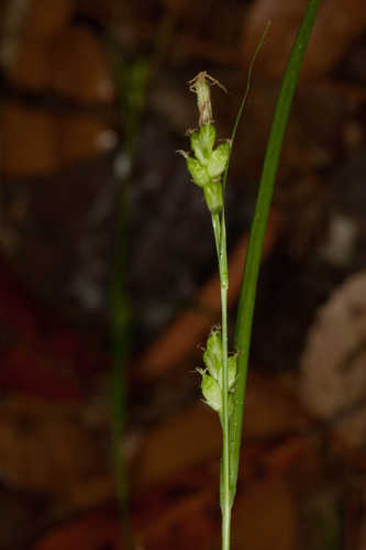 Carex godfreyi #10